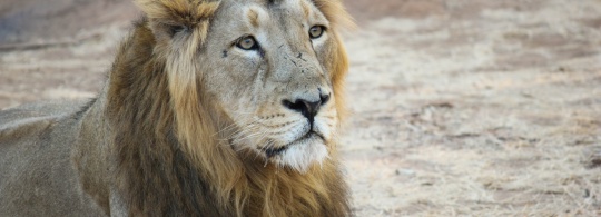 Photo of the Week : King of the Jungle