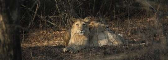Visit to Gir National Forest – A Photostory : Part 2