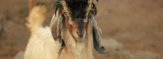 Tonight’s Gonna Be A Goat Night!