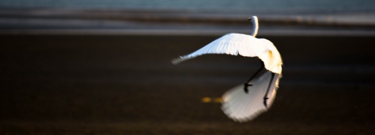 Photo of the Week : As the Crane Flies