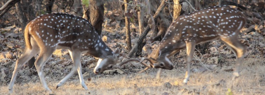 Photo of the Week : A whole new meaning to Headbanging